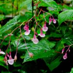 Hardy begonias